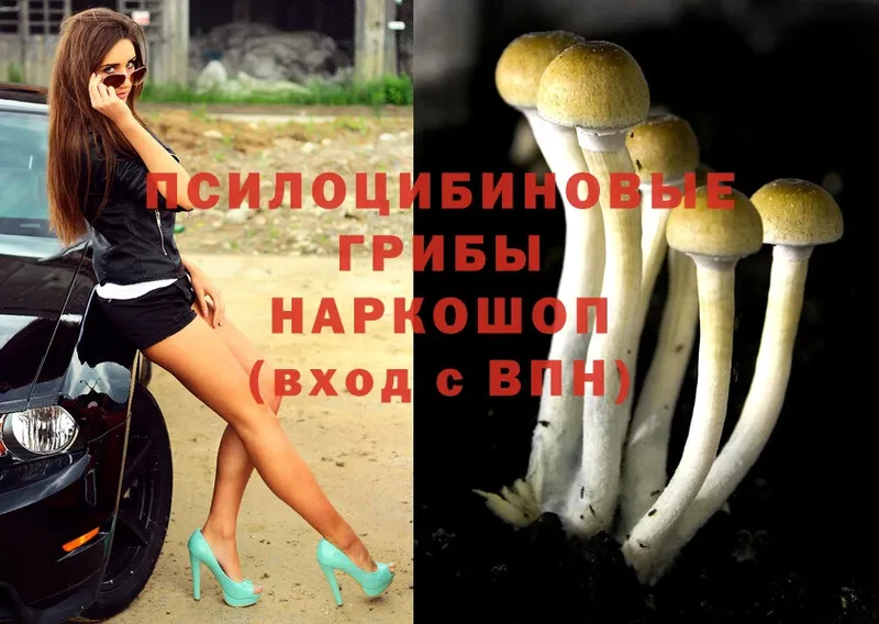 Галлюциногенные грибы Psilocybe  Семикаракорск 